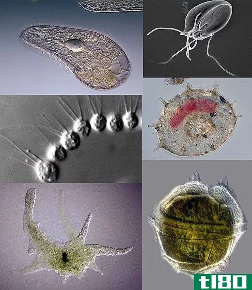 藻类(algae)和原生动物(protozoa)的区别