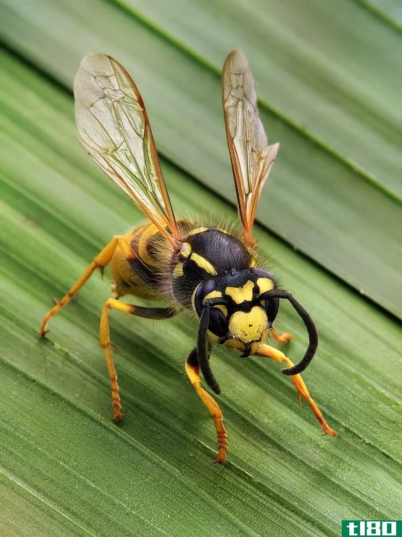 黄蜂(wasp)和大黄蜂(hornet)的区别