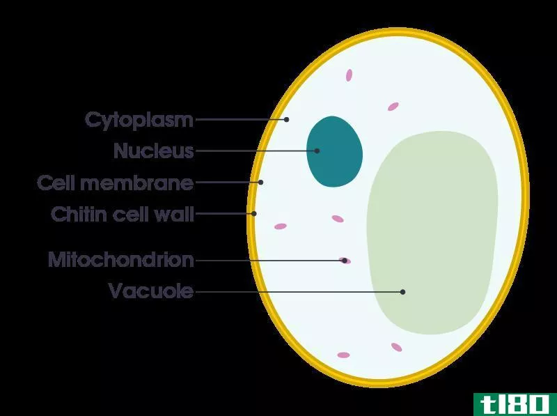 细胞质(cytoplasm)和胞浆(cytosol)的区别