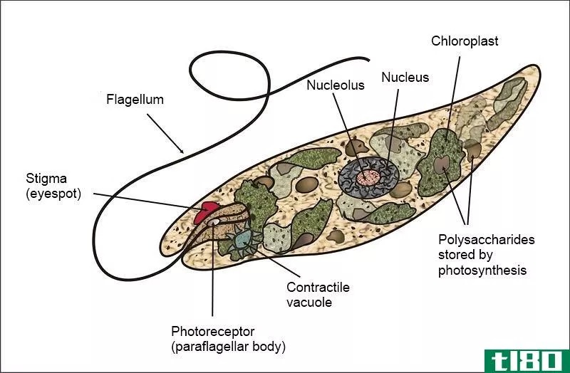 草履草履虫(volvox paramecium)和眼虫(euglena)的区别