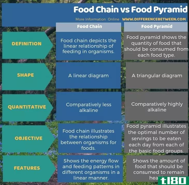 食物链(food chain)和食物金字塔(food pyramid)的区别