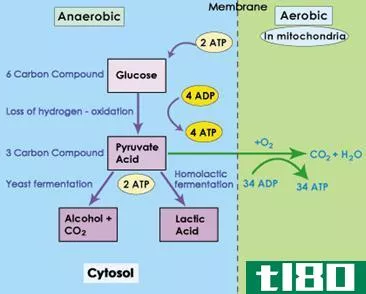 有氧的(aerobic)和厌氧糖酵解(anaerobic glycolysis)的区别
