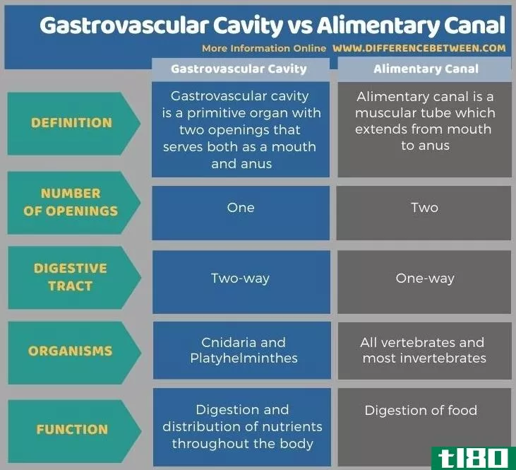 胃血管腔(gastrovascular cavity)和消化道(alimentary c****)的区别