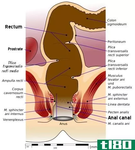 **(anus)和泄殖腔(cloaca)的区别