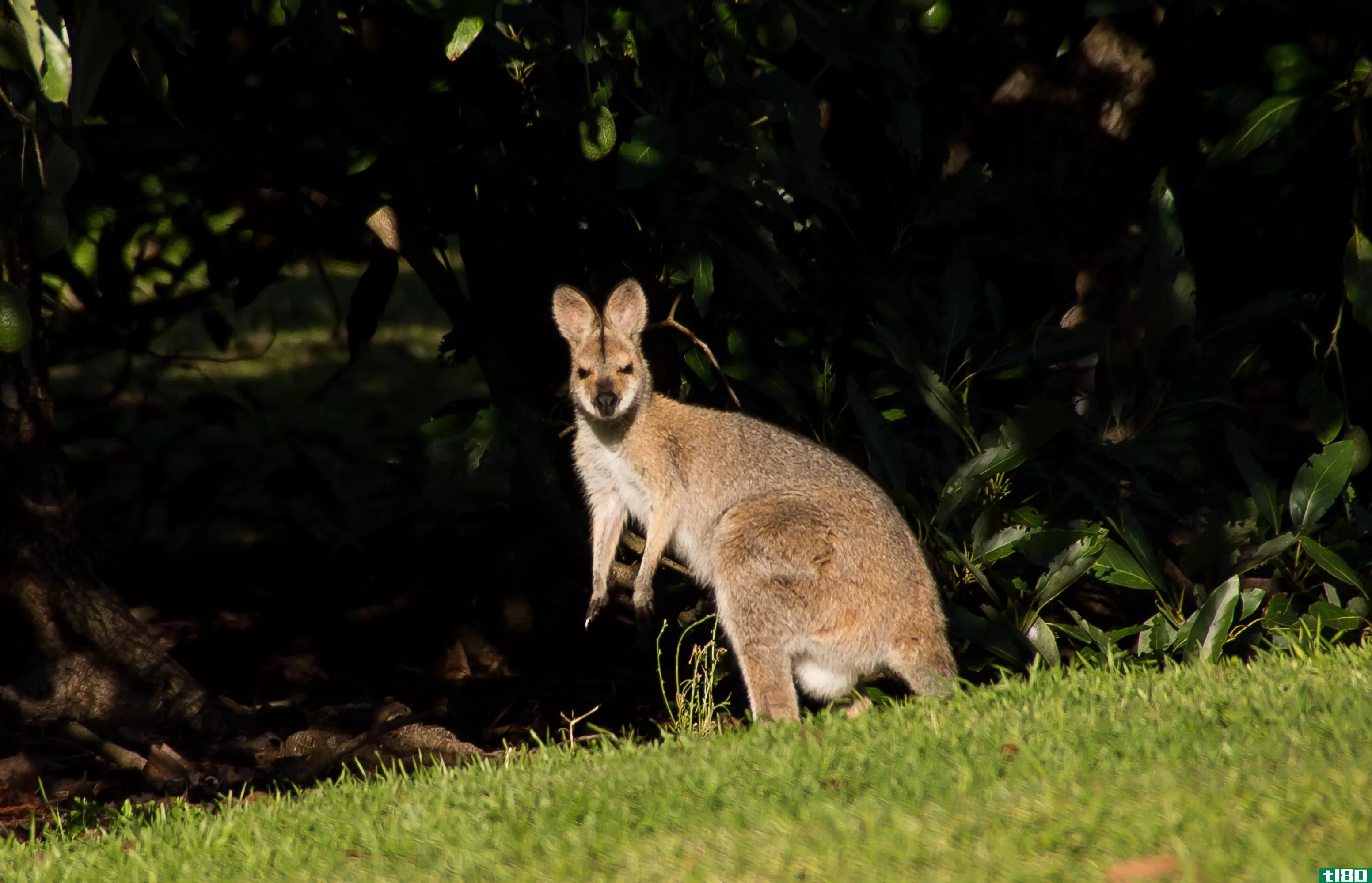 **的(male)和雌性袋鼠(female kangaroo)的区别