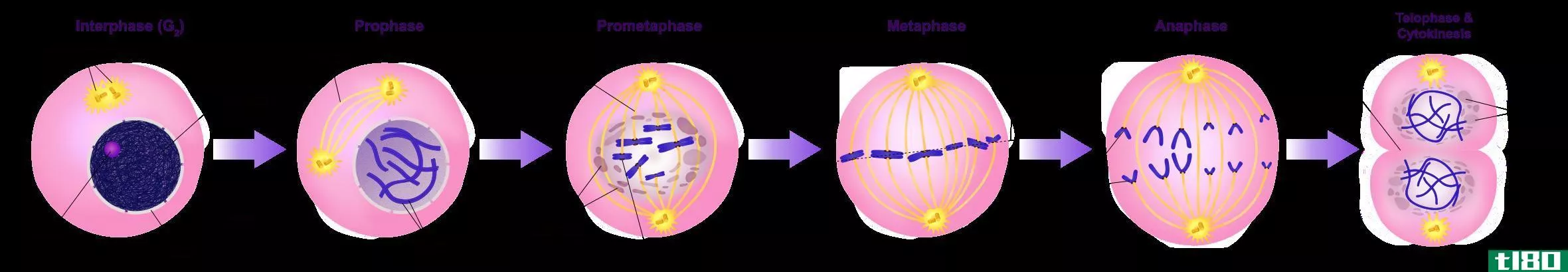 胞质分裂(cytokinesis)和有丝分裂(mitosis)的区别