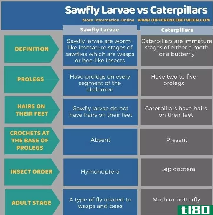 叶蜂幼虫(sawfly larvae)和毛虫(caterpillars)的区别