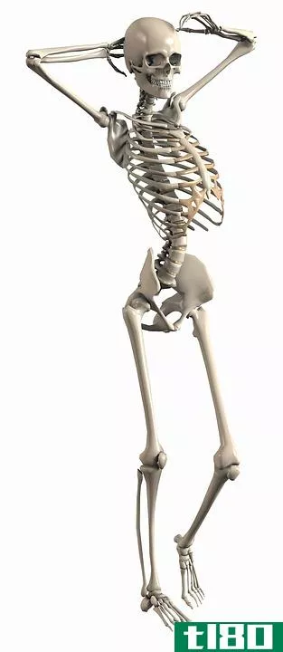 外骨骼(exoskeleton)和内骨骼(endoskeleton)的区别