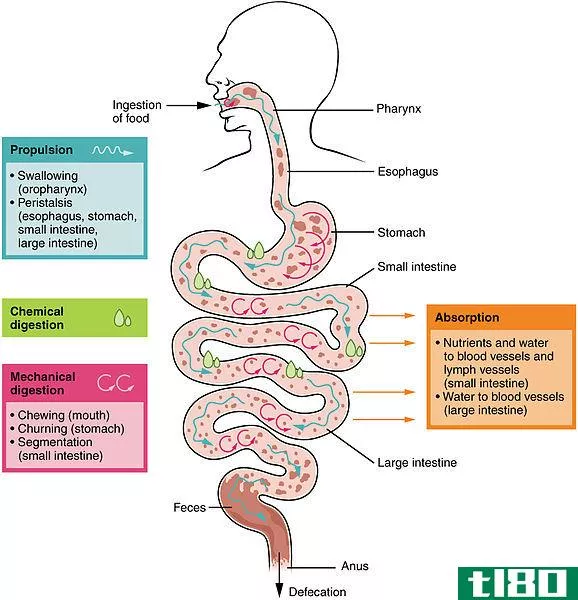 消化(digestion)和吸收(absorption)的区别