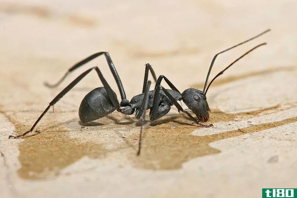 木匠蚁(carpenter ants)和白蚁(termites)的区别