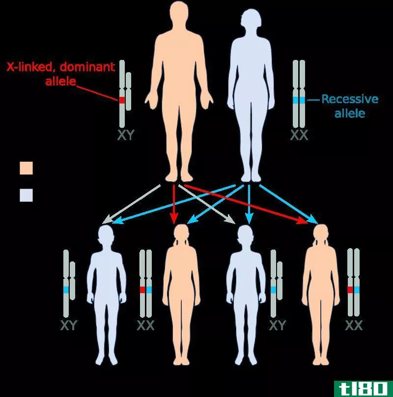 性相关(sex-linked)和常染色体(autosomal)的区别