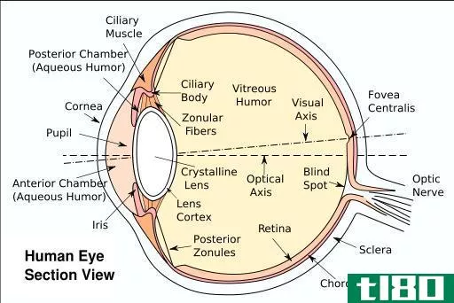 白内障(cataract)和青光眼(glaucoma)的区别
