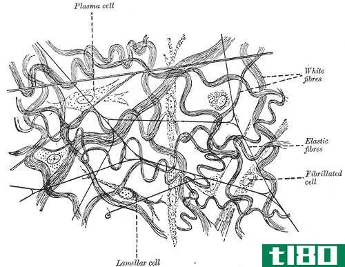 胶原弹性蛋白(collagen elastin)和网状纤维(reticular fibers)的区别