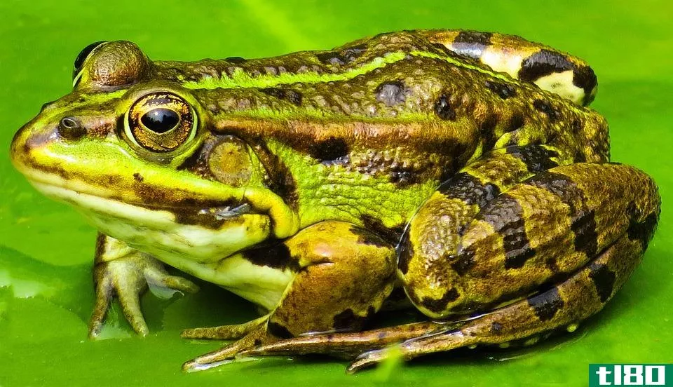 青蛙(frogs)和蟾蜍(toads)的区别
