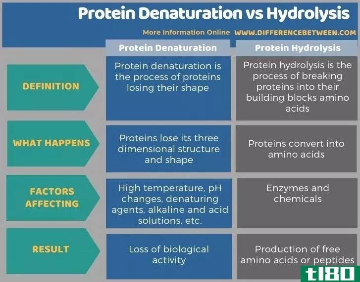 蛋白质变性(protein denaturation)和水解(hydrolysis)的区别