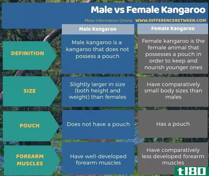 **的(male)和雌性袋鼠(female kangaroo)的区别