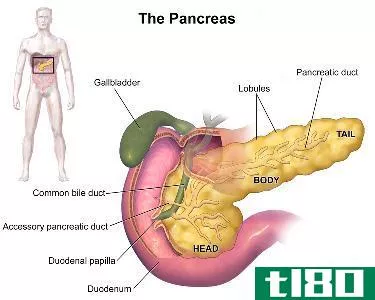 肝脏(liver)和胰腺(pancreas)的区别