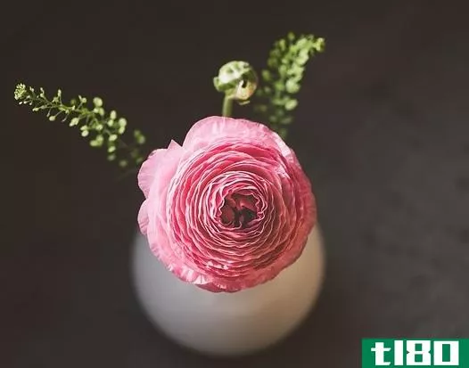 牡丹(peonies)和毛茛(ranunculus)的区别