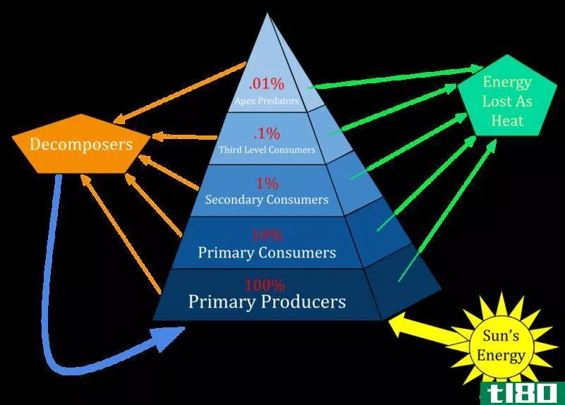 生物量金字塔(pyramid of biomass)和能量金字塔(pyramid of energy)的区别