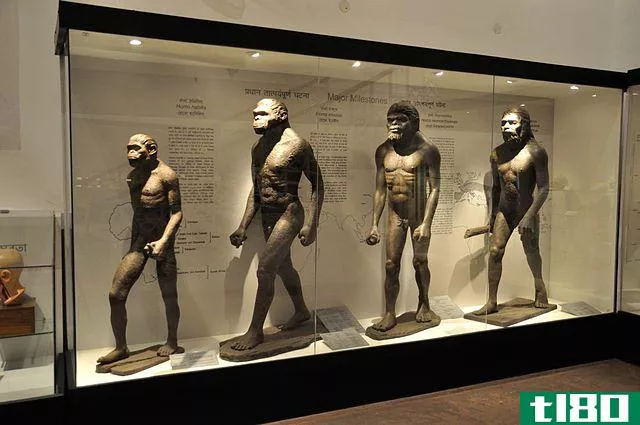 尼安德塔人(neanderthals)和人类(humans)的区别