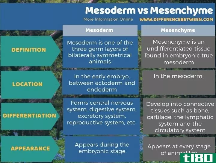 中胚层(mesoderm)和间充质(mesenchyme)的区别