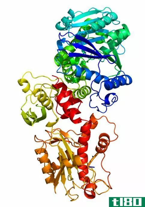 克莱诺(klenow)和t4 dna聚合酶(t4 dna polymerase)的区别