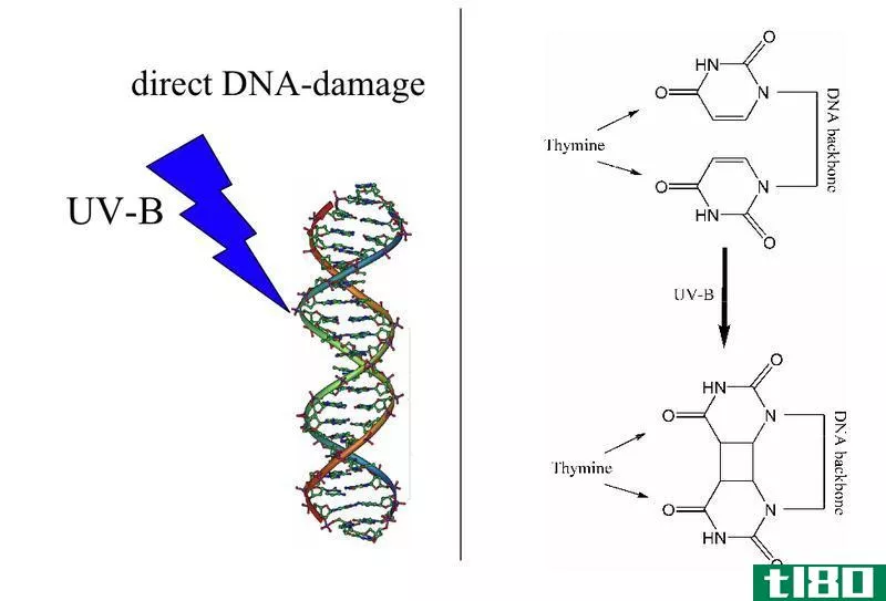 dna损伤(dna damage)和突变(mutation)的区别