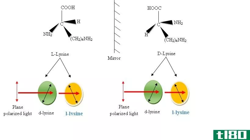 赖氨酸(lysine)和赖氨酸(l-lysine)的区别