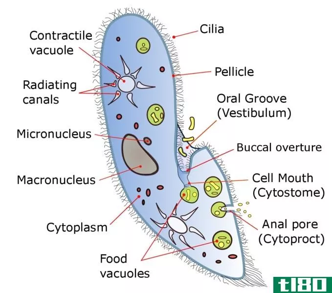 多细胞(multicellular)和单细胞(unicellular)的区别