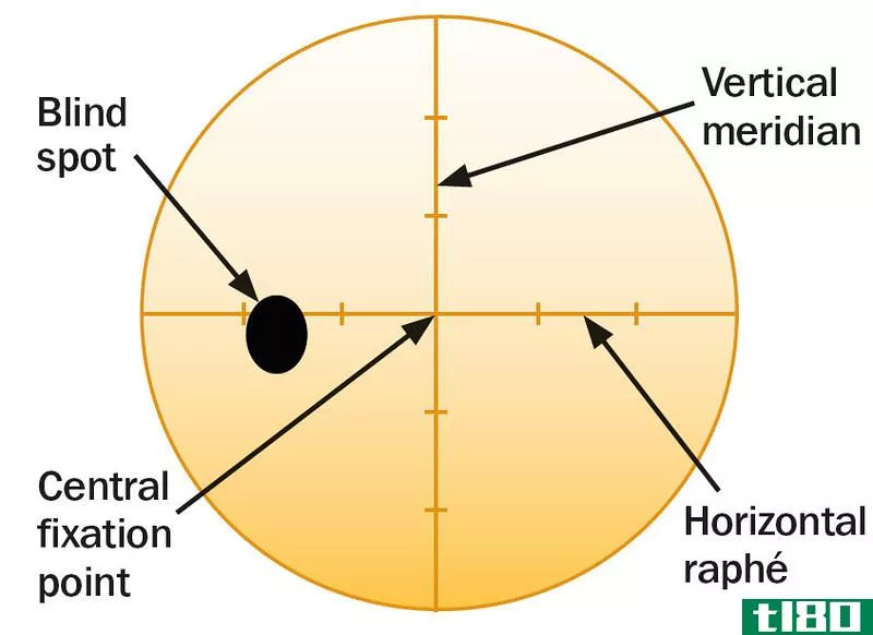黄斑(yellow spot)和盲点(blind spot)的区别