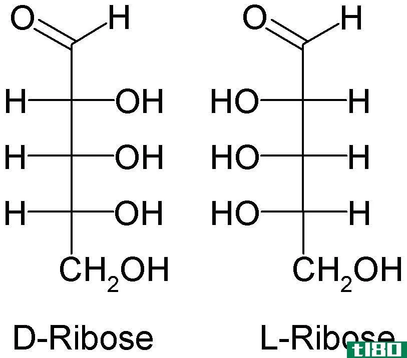 脱氧核糖(deoxyribose)和核糖(ribose)的区别