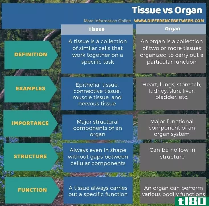 组织(tissue)和**(organ)的区别