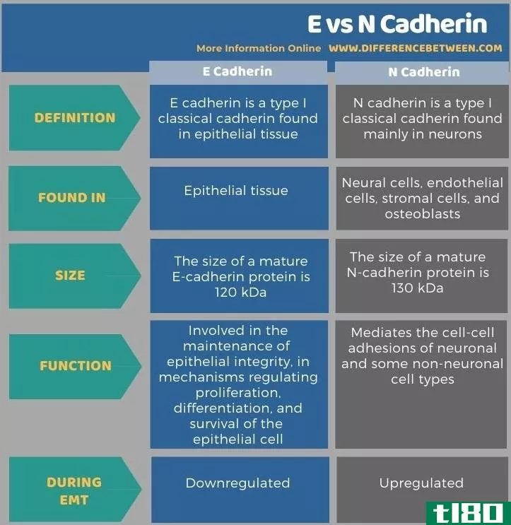 电子(e)和神经钙粘着蛋白(n cadherin)的区别