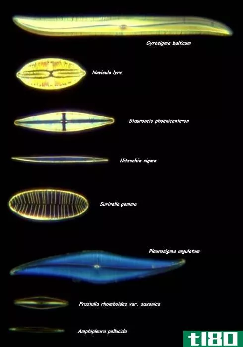 金绿藻(chrysophytes)和裸藻(euglenoids)的区别