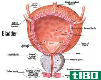 膀胱(bladder)和胆囊(gallbladder)的区别
