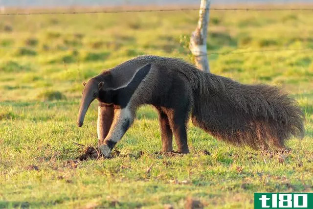 土豚(aardvarks)和食蚁兽(anteaters)的区别