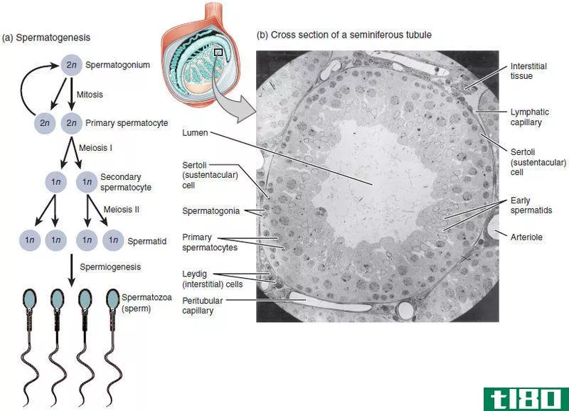 **发生(spermatogenesis)和卵子发生(oogenesis)的区别