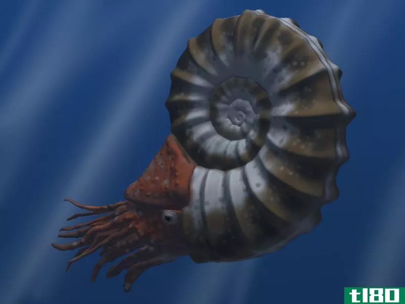 菊石(ammonite)和鹦鹉螺(nautilus)的区别