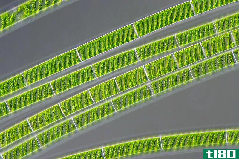 衣藻(chlamydomonas)和水绵(spirogyra)的区别