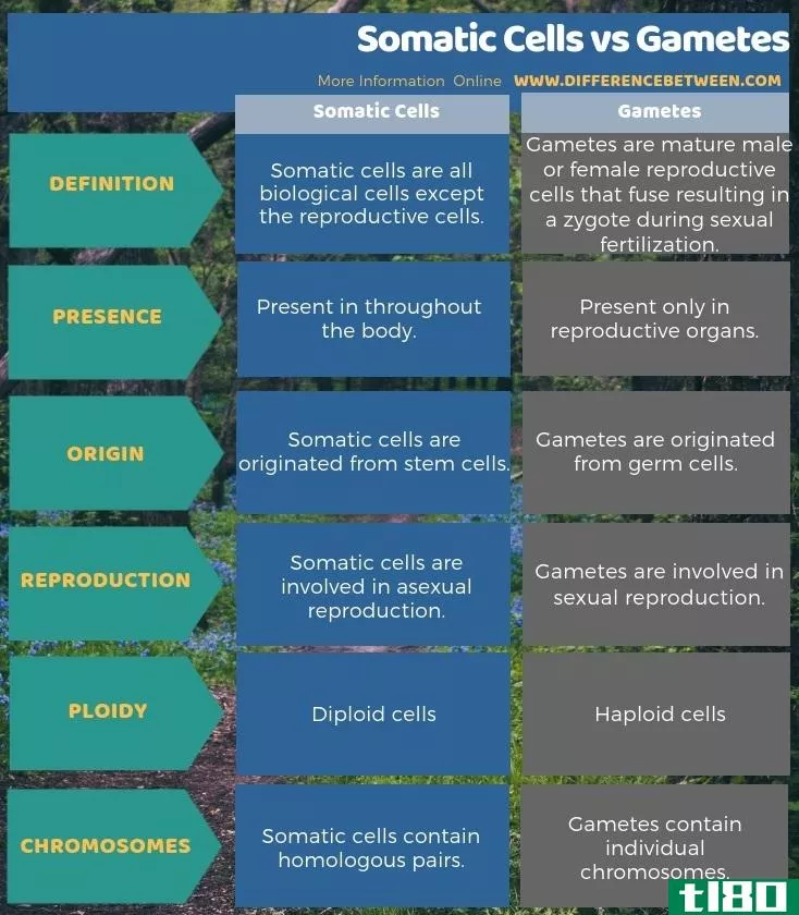 体细胞(somatic cells)和配子(gametes)的区别