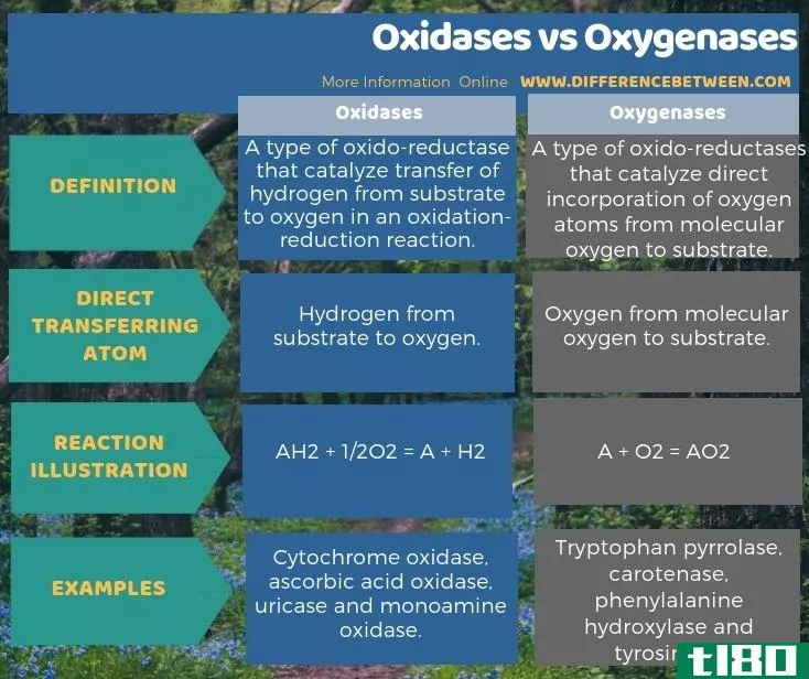 氧化酶(oxidases)和加氧酶(oxygenases)的区别