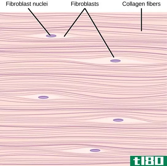 胶原弹性蛋白(collagen elastin)和网状纤维(reticular fibers)的区别