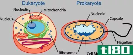 植物细胞(plant cell)和细菌细胞(bacterial cell)的区别