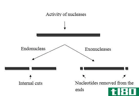 核酸内切酶(endonuclease)和核酸外切酶(exonuclease)的区别