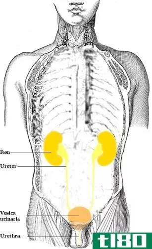 上面的(upper)和下尿路感染(lower urinary tract infection)的区别