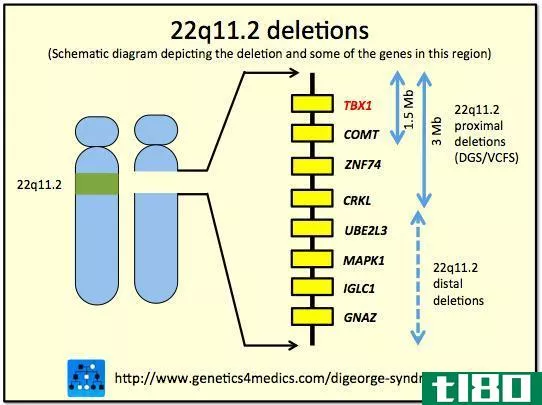 删除(deletion)和染色体复制(duplication of chromosome)的区别