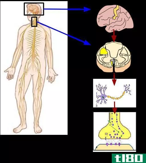 体细胞的(somatic)和自主神经系统(autonomic nervous system)的区别