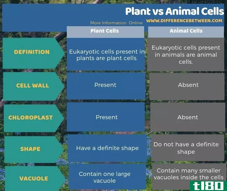 植物(plant)和动物细胞(animal cells)的区别