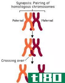 突触(synapsis)和跨越(crossing over)的区别