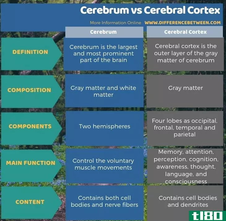大脑(cerebrum)和大脑皮层(cerebral cortex)的区别